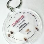 Bed Bug lifecycle identification key ring